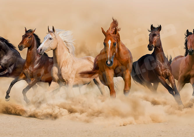 تفسير حلم ركوب الخيل والجري به